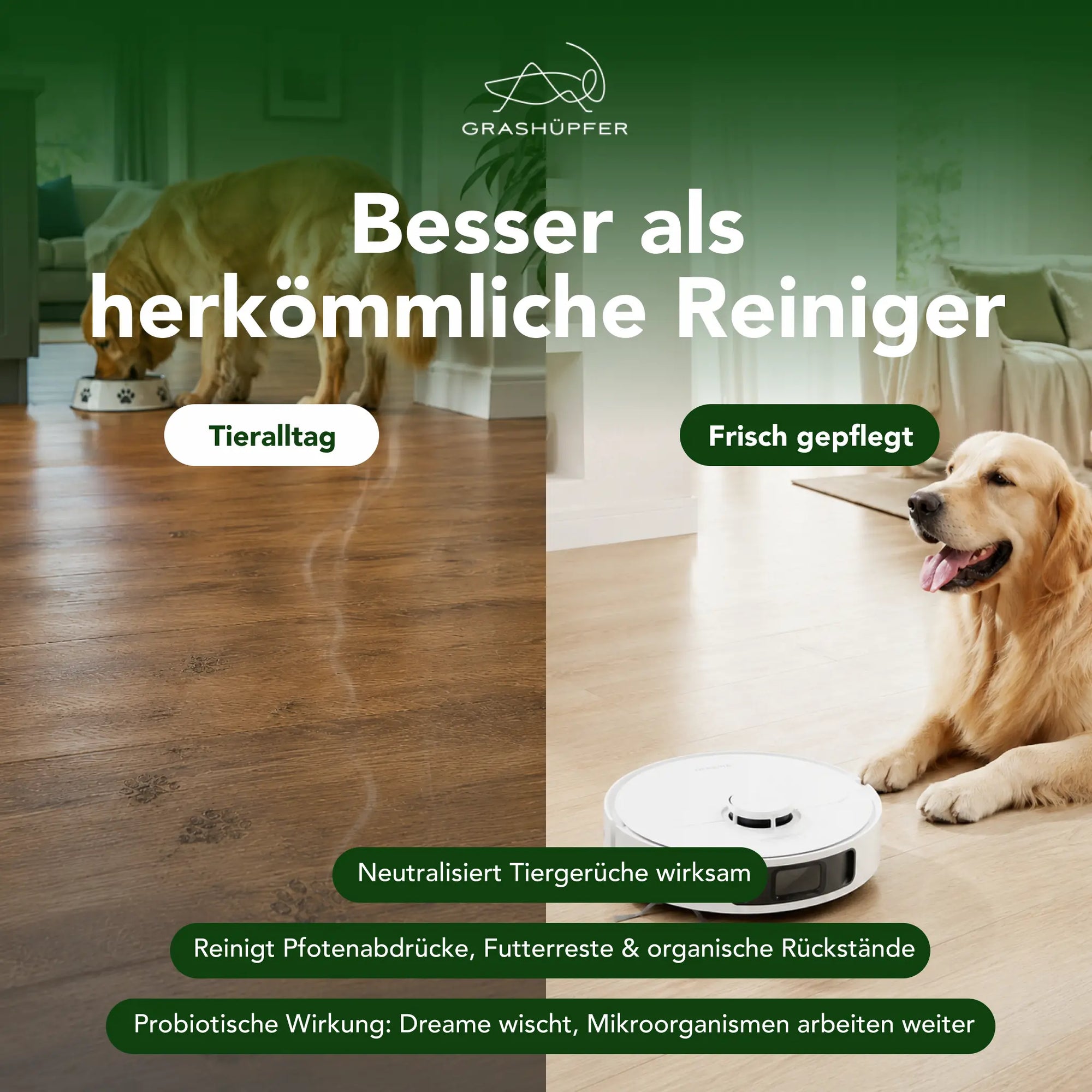 Vorher-Nachher-Bodenreinigung im Tierhaushalt mit Pfotenabdrücken und frisch gepflegtem Boden durch probiotischen Dreame Bodenreiniger.