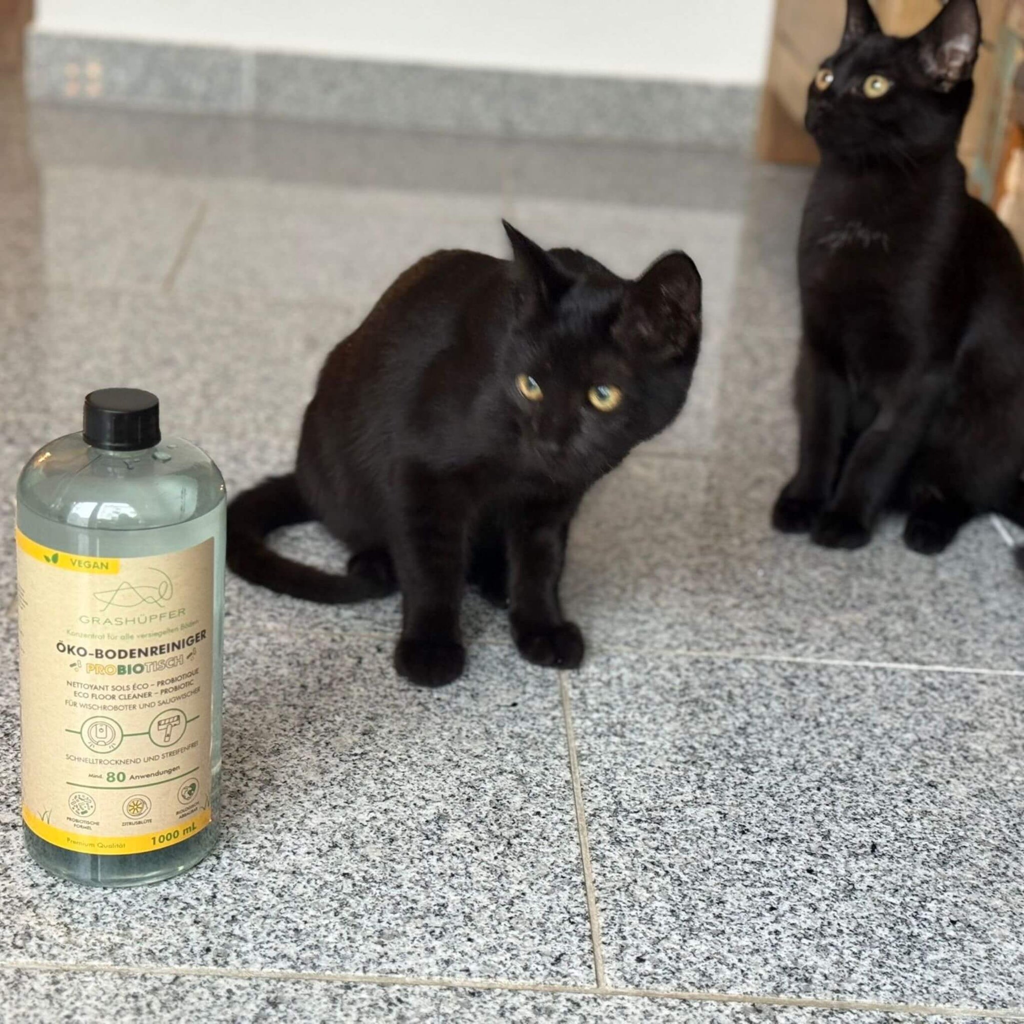 Zwei Babykatzen spielen auf dem frisch gewischten Boden, eine Katze läuft daneben und schnuppert am Boden – sicherer Alltag dank probiotischem Öko-Bodenreiniger.